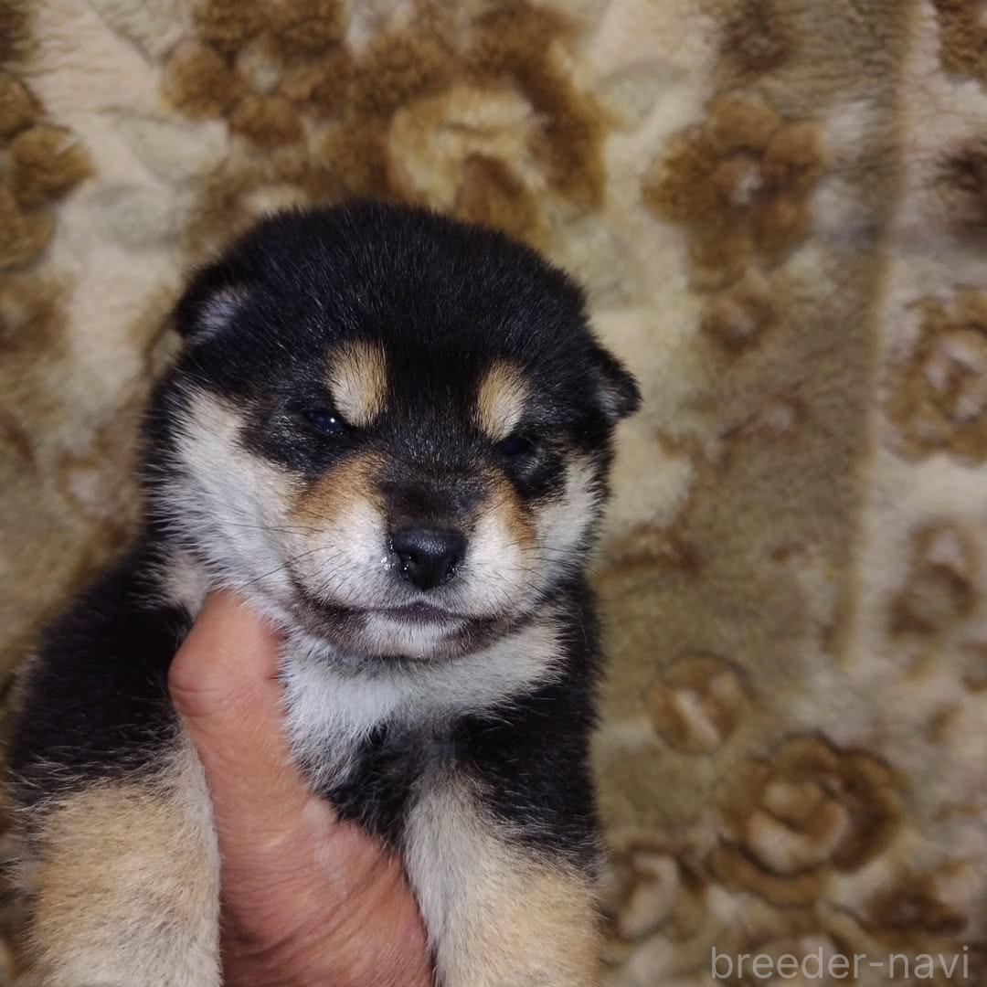 黒柴（黒の柴犬）の子犬を探す｜ブリーダーナビ